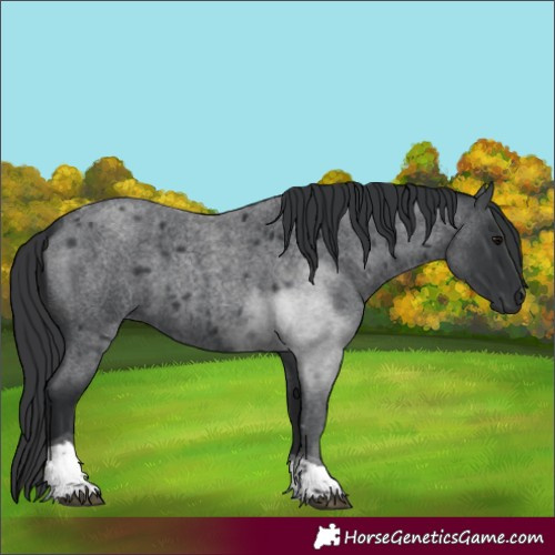 Horse Color:Blue Roan Tobiano