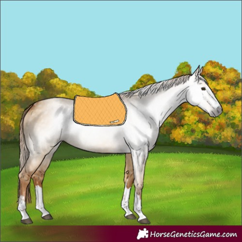 Horse Color:Gray Red Dun