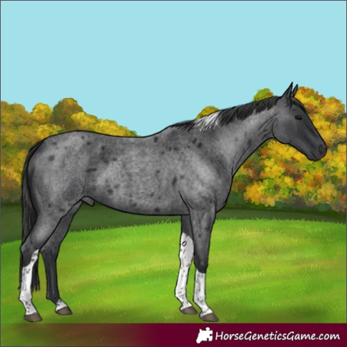 Horse Color:Blue Roan Tobiano