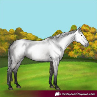 Horse Color:Gray Smoky Grullo