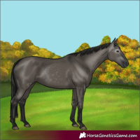 Horse Color:Gray Smoky Grullo