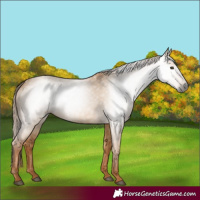 Horse Color:Gray Red Dun 