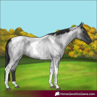 Horse Color:Blue Roan Tobiano