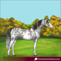 Horse Color:Grullo Sabino Rabicano