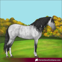 Horse Color:Blue Roan Tobiano 