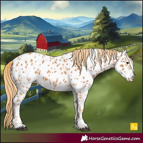 Horse Color:Chestnut Appaloosa 