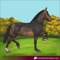 Horse Color:Smoky Black  and Buckskin 