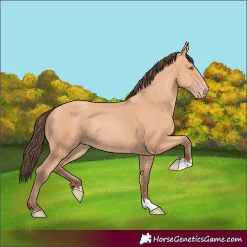 Horse Color:Amber Champagne