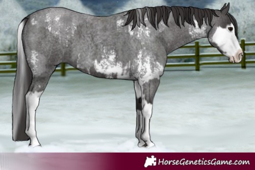 Horse Color:Smoky Blue Roan Sabino Splash  and Smoky Blue Roan Sabino Splash 