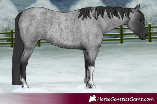 Horse Color:Blue Roan Tobiano 