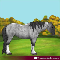 Horse Color:Blue Roan Tobiano 
