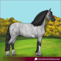 Horse Color:Blue Roan Tobiano 