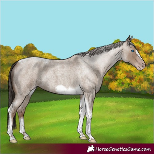 Horse Color:Classic Champagne Roan Tobiano Frame 