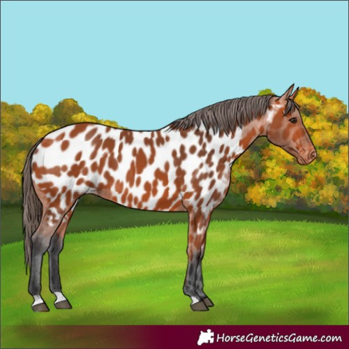 Horse Color:Bay Appaloosa