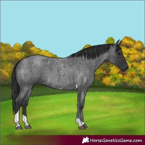 Horse Color:Blue Roan Tobiano 