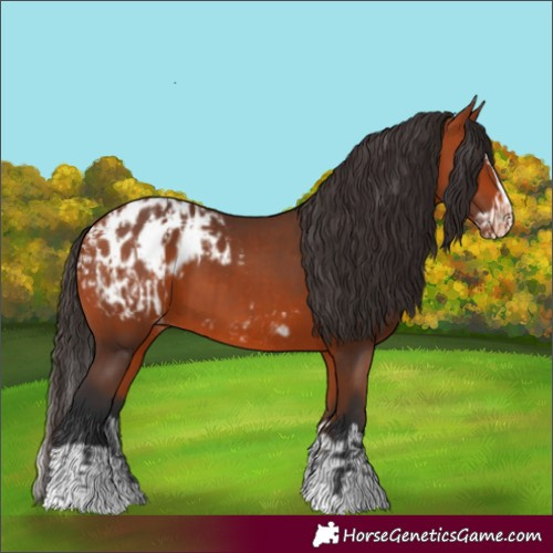 Horse Color:Bay Appaloosa  and Bay Splash Appaloosa 