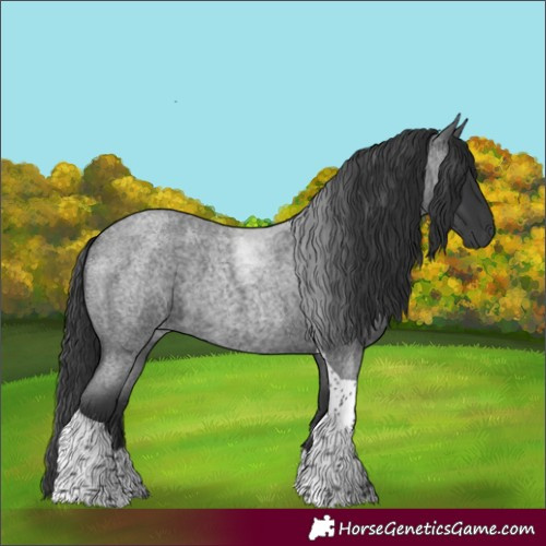 Horse Color:Blue Roan Tobiano