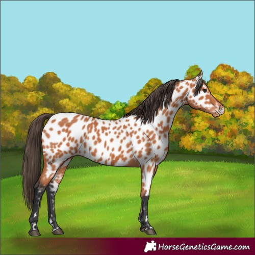 Horse Color:Bay Appaloosa 