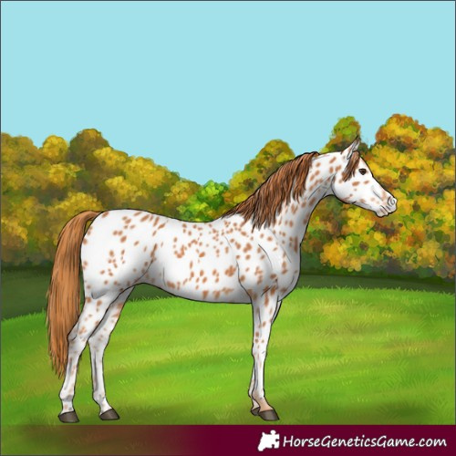 Horse Color:Chestnut Appaloosa 