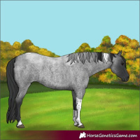 Horse Color:Blue Roan Tobiano 