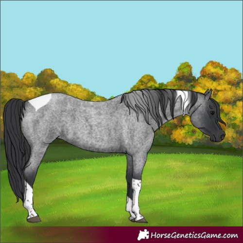 Horse Color:Blue Roan Tobiano 
