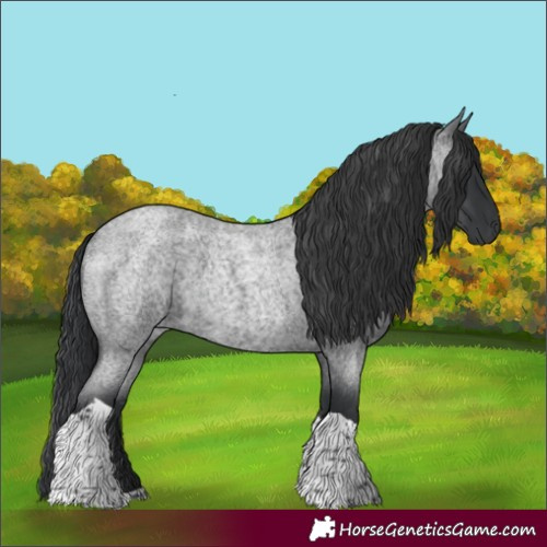 Horse Color:Blue Roan Tobiano