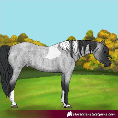 Horse Color:Blue Roan Tobiano 