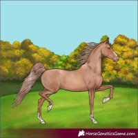 Horse Color:Gold Champagne Appaloosa