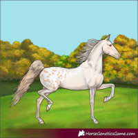 Horse Color:Gold Champagne Tobiano Blanket