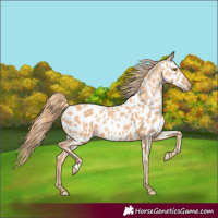 Horse Color:Gold Champagne Appaloosa