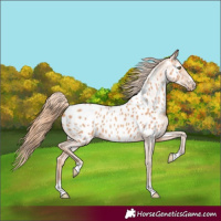 Horse Color:Gold Champagne Appaloosa
