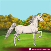 Horse Color:Gold Champagne Appaloosa 
