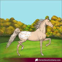 Horse Color:Gold Champagne Appaloosa 