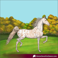 Horse Color:Gold Champagne Appaloosa 