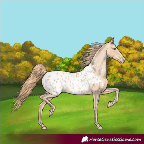 Horse Color:Gold Champagne Appaloosa 