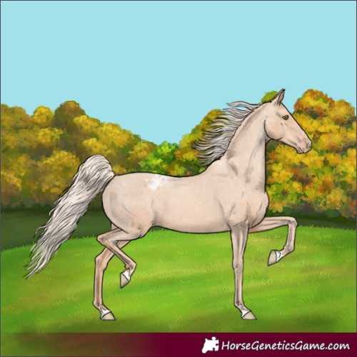 Horse Color:Gold Champagne Appaloosa 