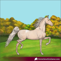 Horse Color:Gold Champagne Appaloosa