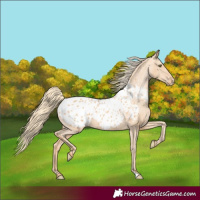 Horse Color:Gold Champagne Appaloosa