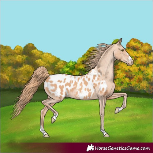 Horse Color:Gold Champagne Appaloosa 