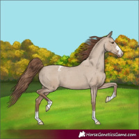 Horse Color:Classic Champagne Dun Appaloosa 