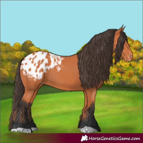 Horse Color:Bay Appaloosa 
