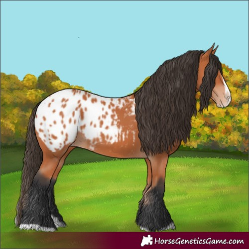 Horse Color:Bay Splash Frame Appaloosa 