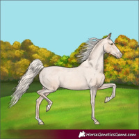 Horse Color:Gold Champagne Splash Appaloosa 