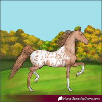 Horse Color:Gold Champagne Tobiano Appaloosa 