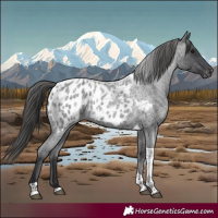 Horse Color:Blue Roan Tobiano Appaloosa 