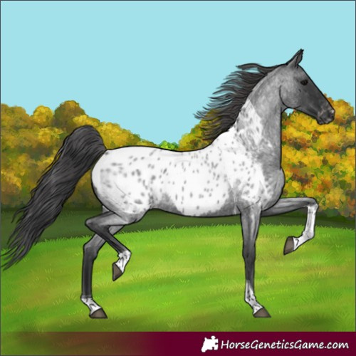 Horse Color:Blue Roan Tobiano Appaloosa