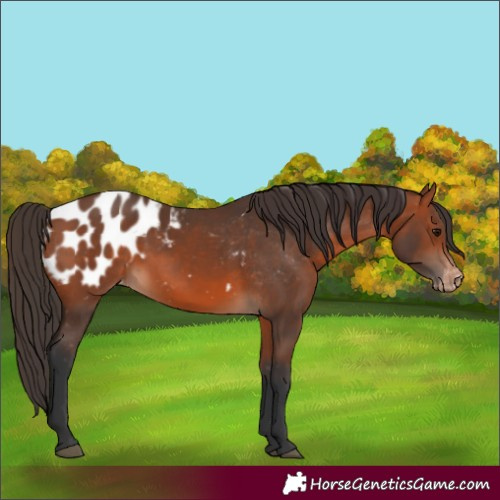 Horse Color:Bay Blanket 