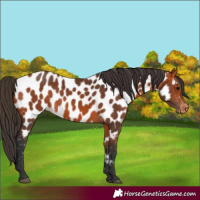 Horse Color:Bay Appaloosa 