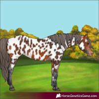 Horse Color:Bay Near Leopard