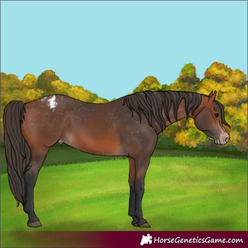 Horse Color:Bay Varnish